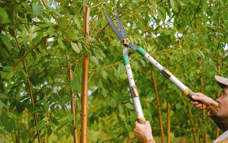 Tree trimming in Reidsville, GA